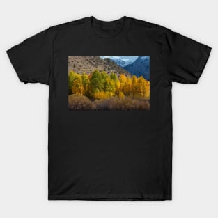 Aspen Forest in Autumn T-Shirt